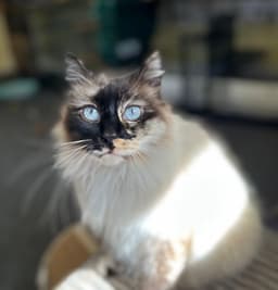 Layla image 2