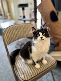 Oreo image 1