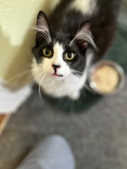 Oreo image 2
