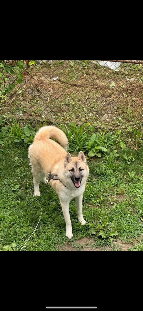 Asha - Husky