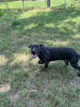 Wally image 3