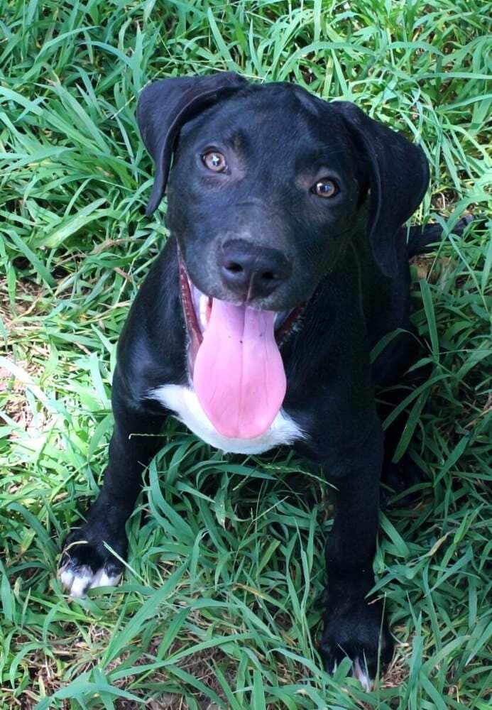 Yukon - Labrador Retriever