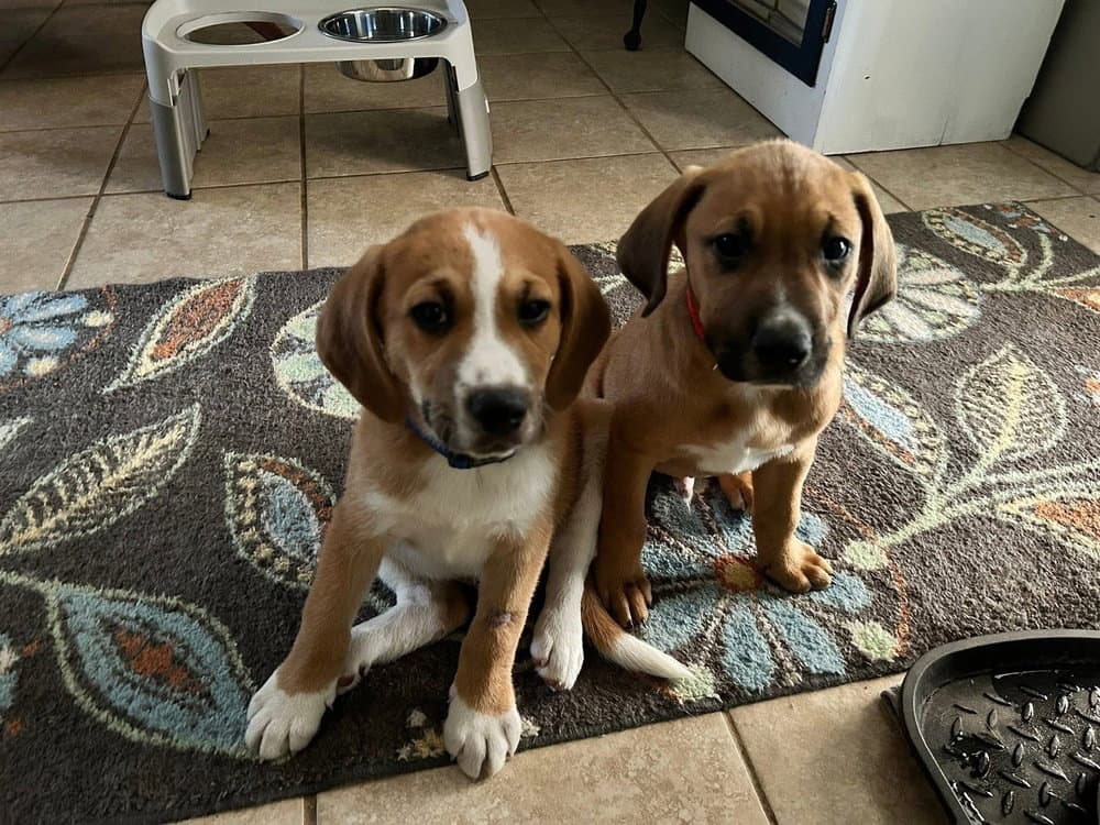 Jeff - Hound Mix