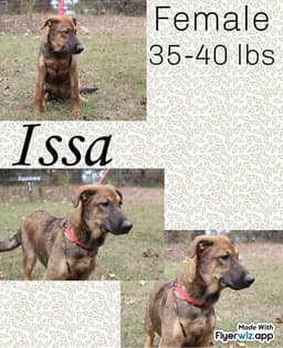 The Shepherd Litter image 3
