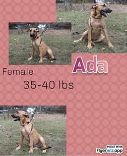 The Shepherd Litter image 4