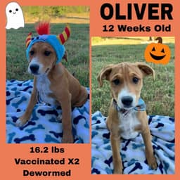 Cindys Litter image 1