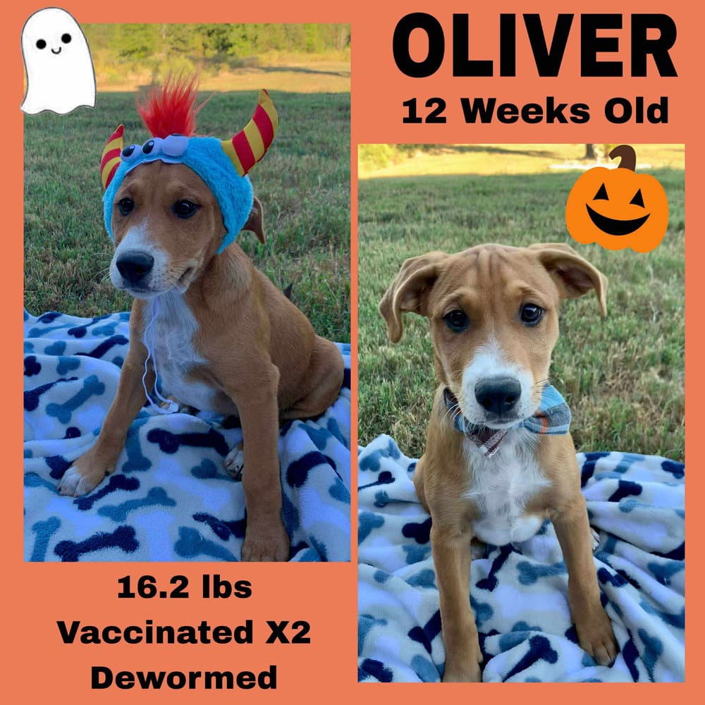 Cindys Litter - Hound Mix