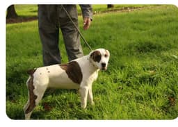 Finley image 1
