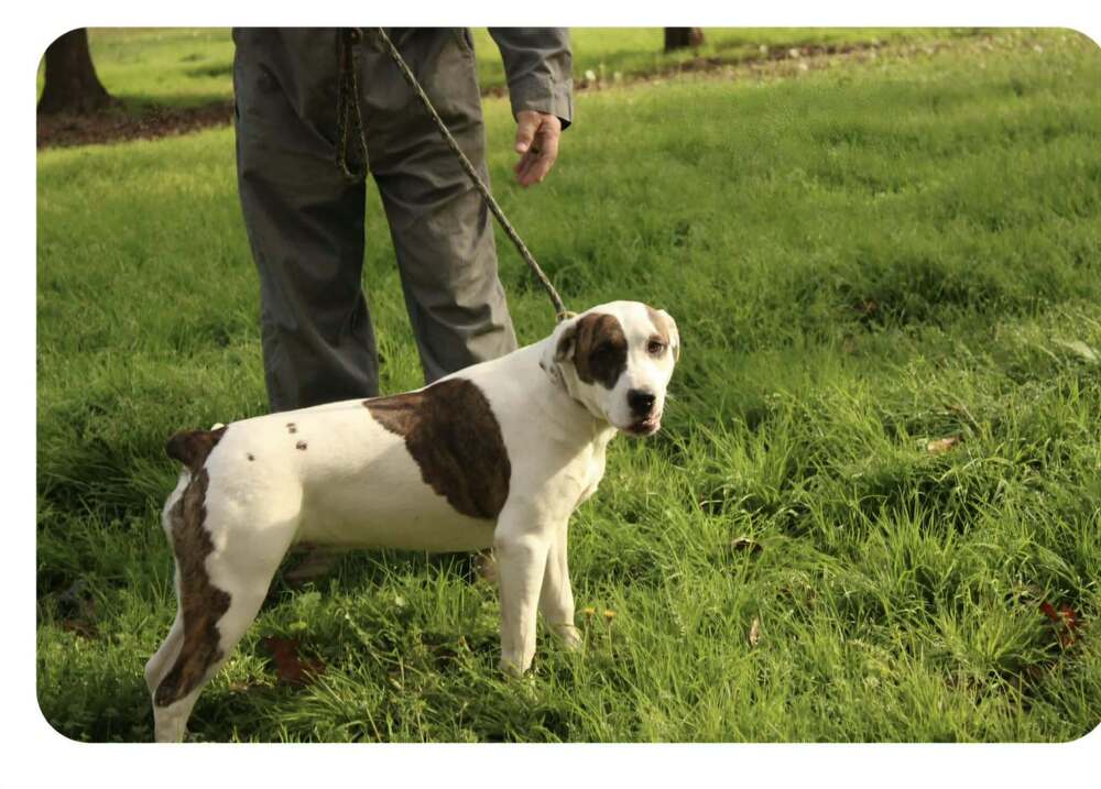 Finley - American Bulldog