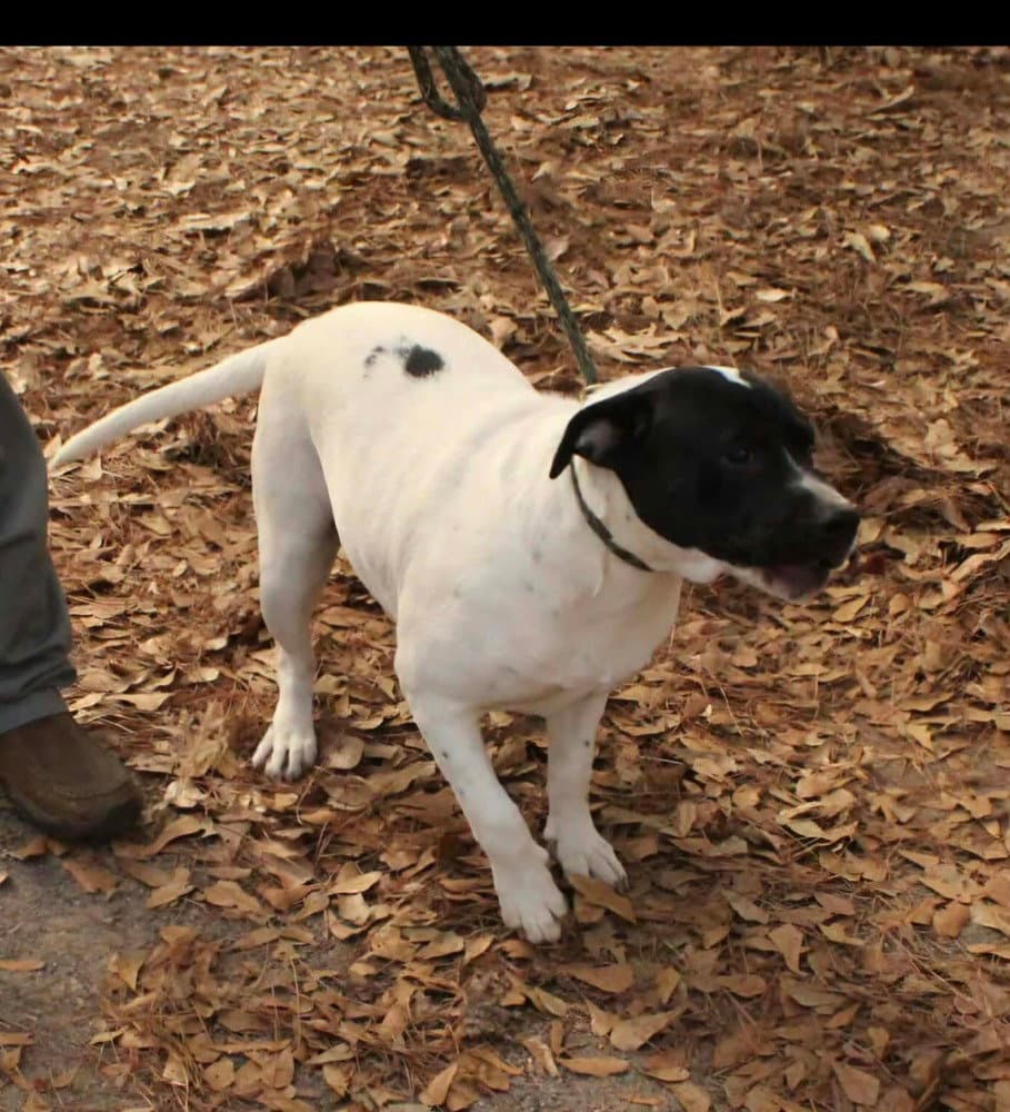 Poppie - American Bulldog