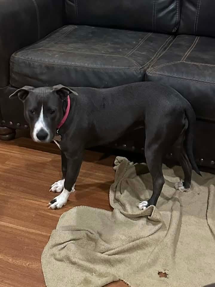 Destiny - American Pit Bull Terrier