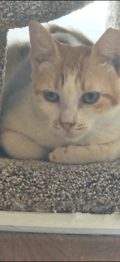 Josh - American Shorthair