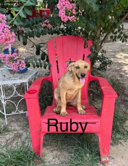 Ruby image 1