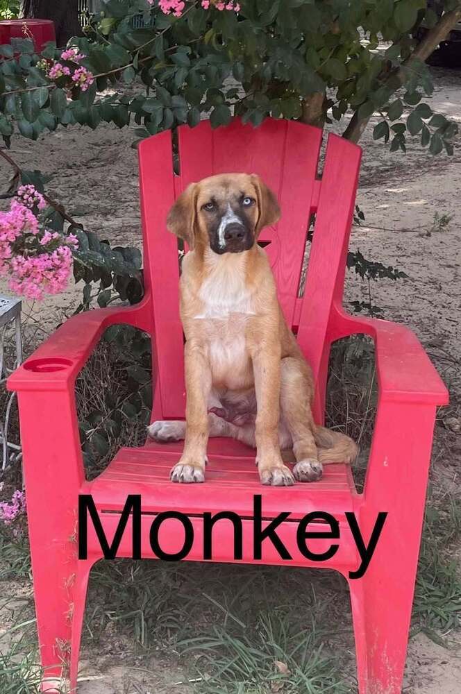 Monkey - Shepherd