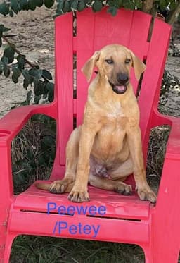 Peeweepeetie image 1