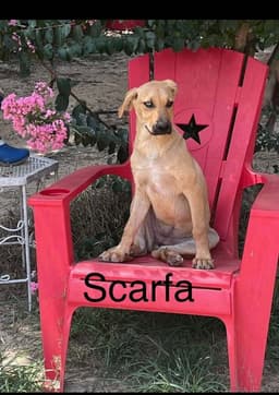 Scarfa image 1