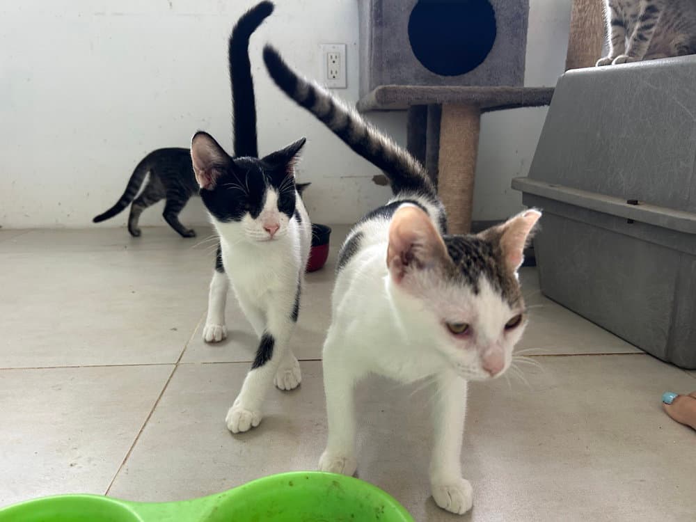 Kohl  Kali - American Shorthair