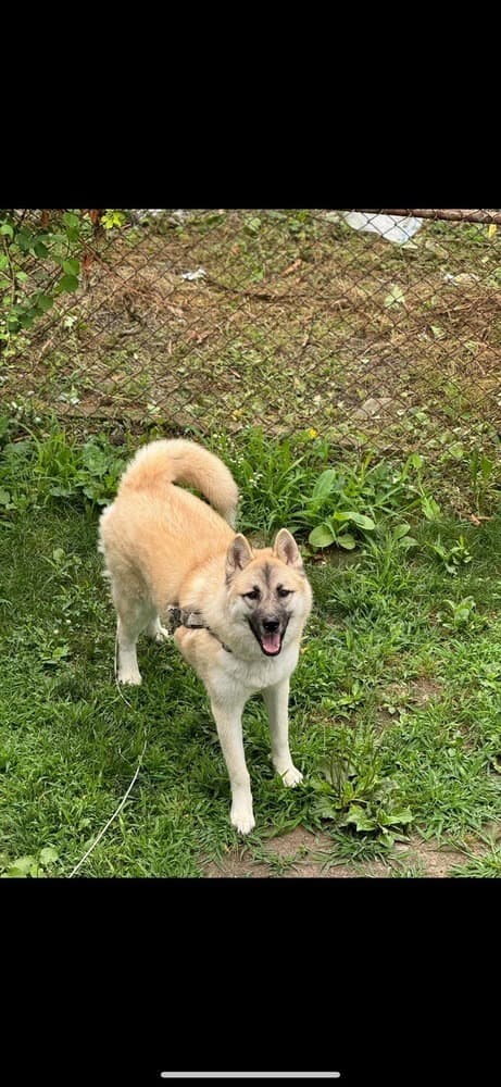 Ashs - Husky
