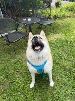Asha image 1