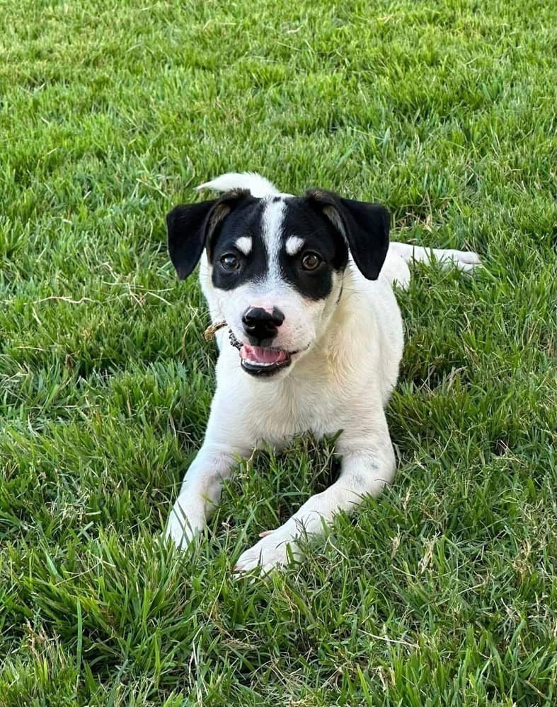 Travis - Terrier