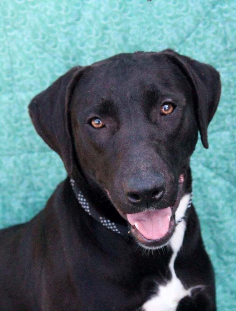 Ruffles - Labrador Retriever