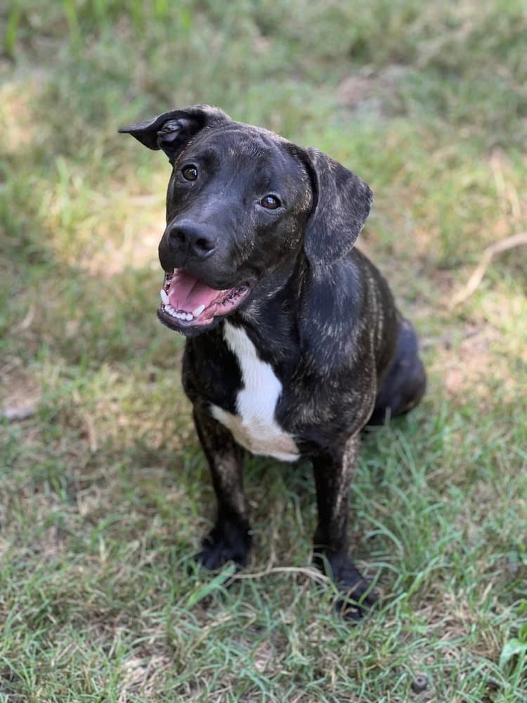 Wally - American Pit Bull Terrier