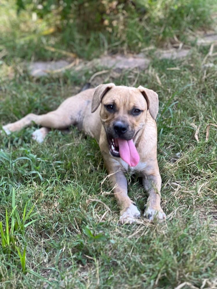 Butterfly - American Pit Bull Terrier