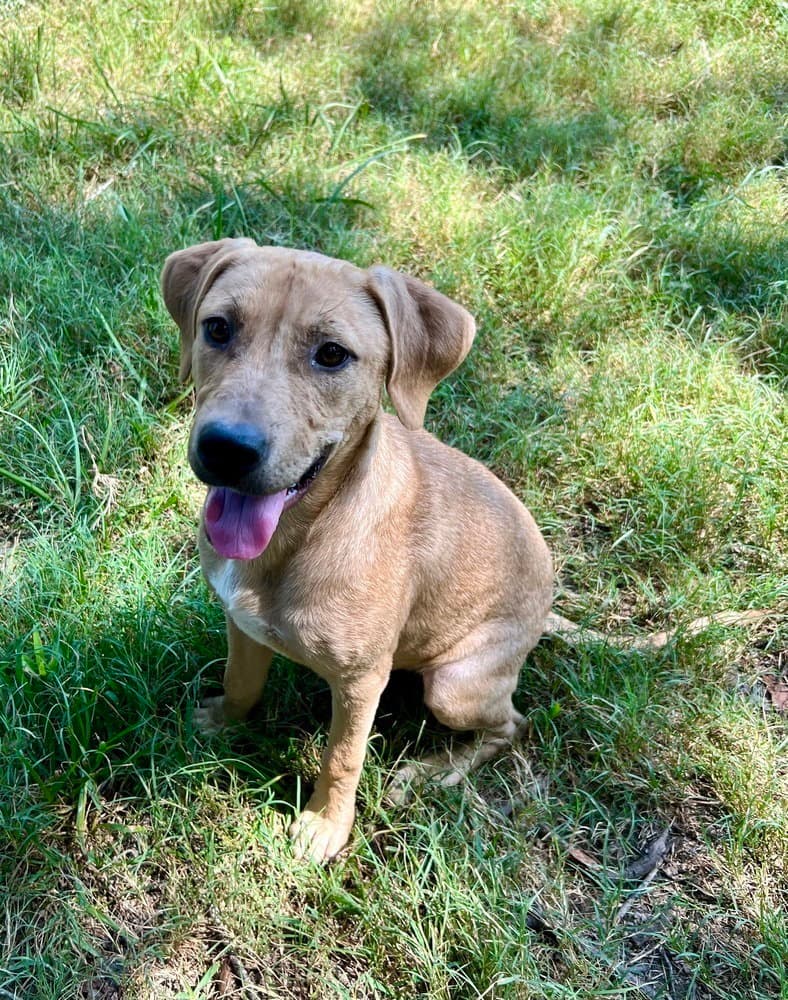 Phoenix - American Pit Bull Terrier