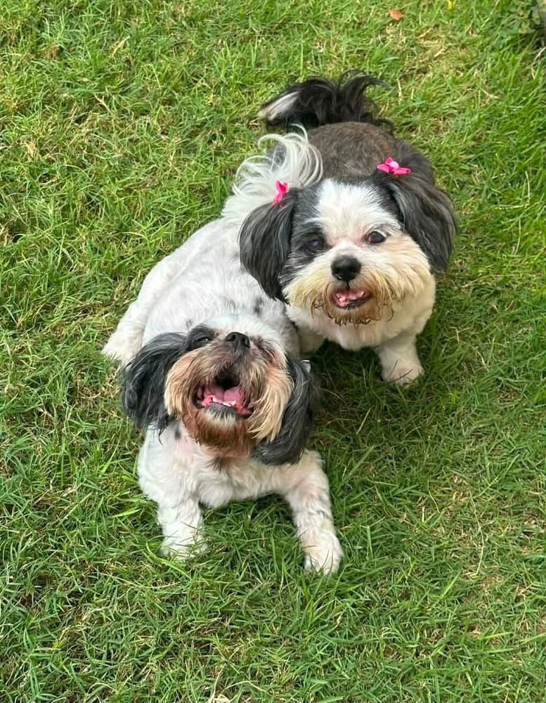 Pebbles And Klohe - Shih Tzu
