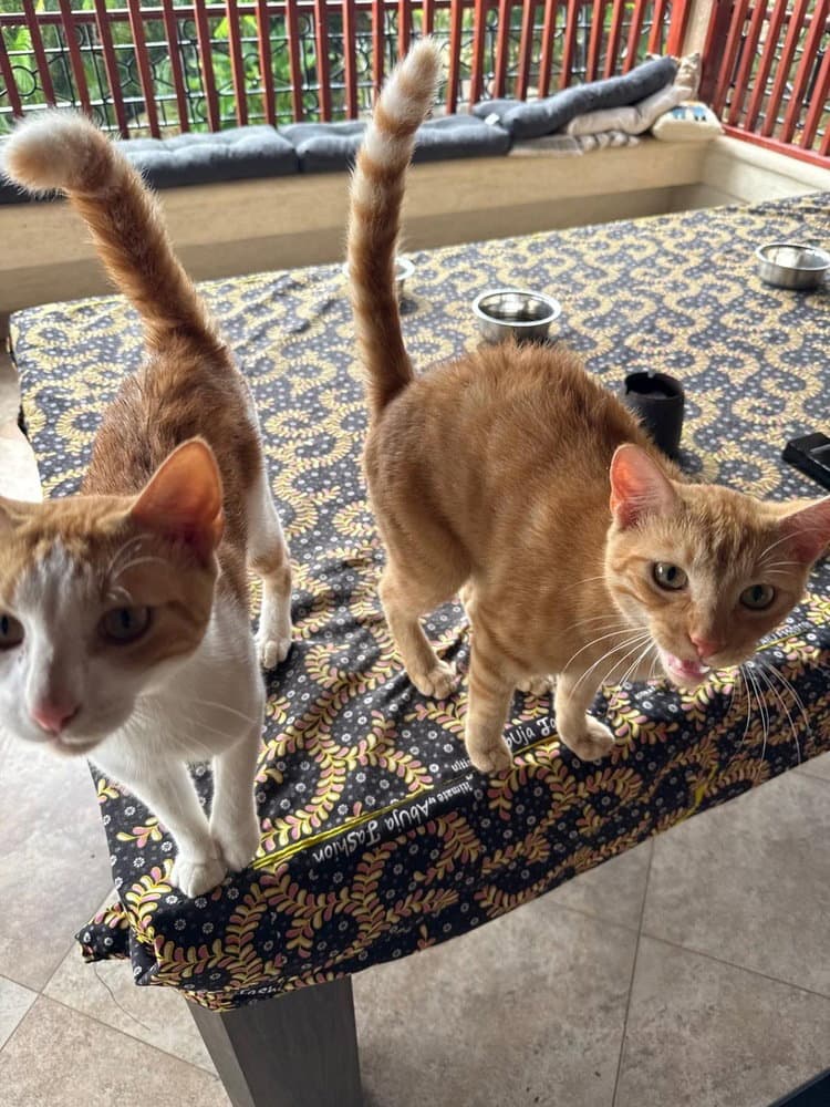 Loufy  Kermit - American Shorthair