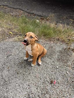 Sammy image 3