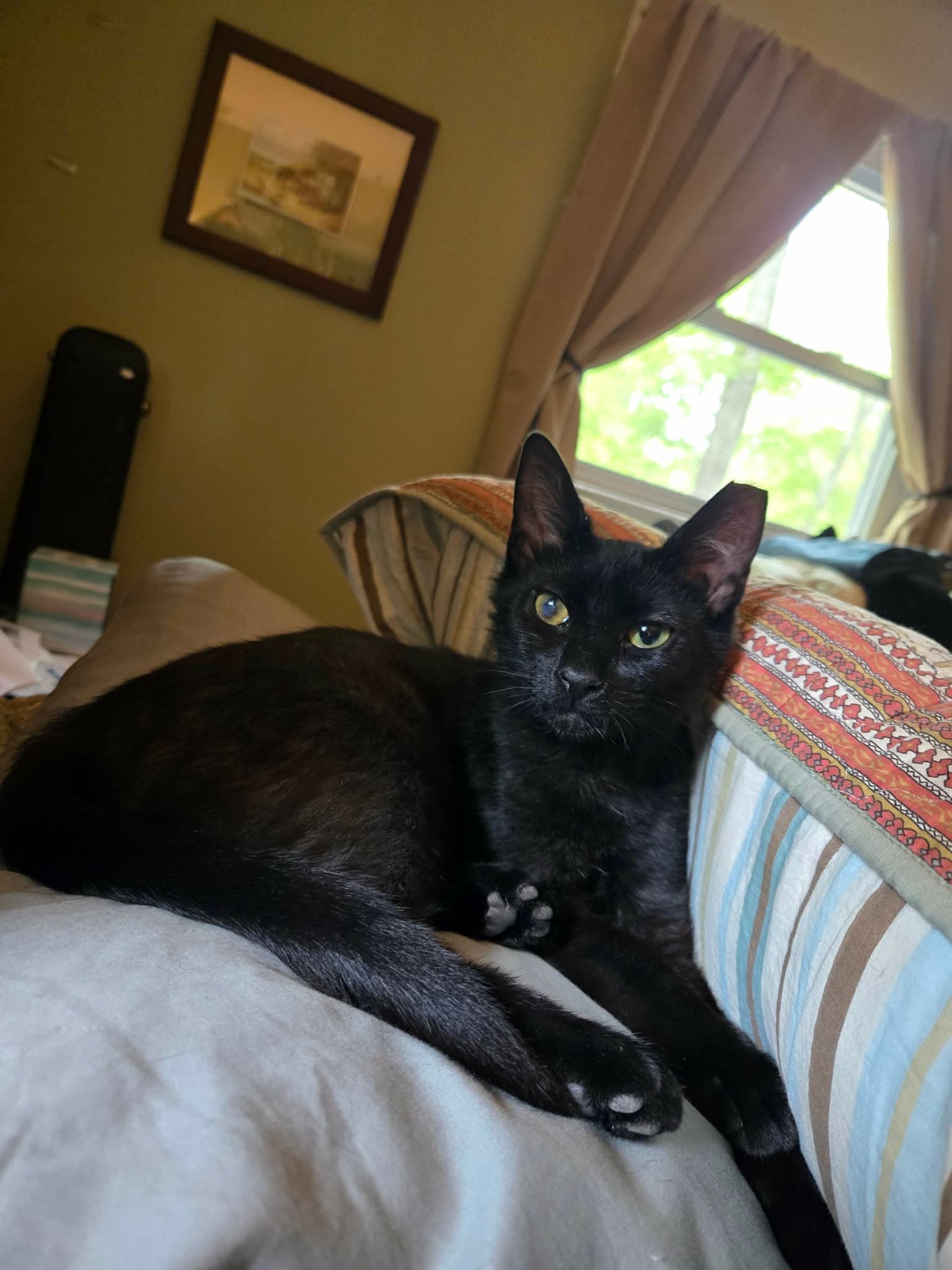 Jayfeather - Domestic Short Hair