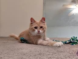 Gus image 1