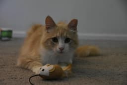 Gus image 2