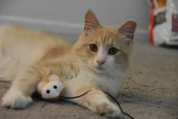 Gus image 3
