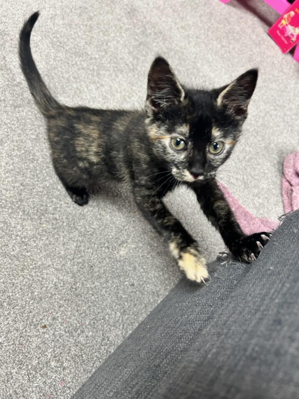 Pandora - Domestic Short Hair