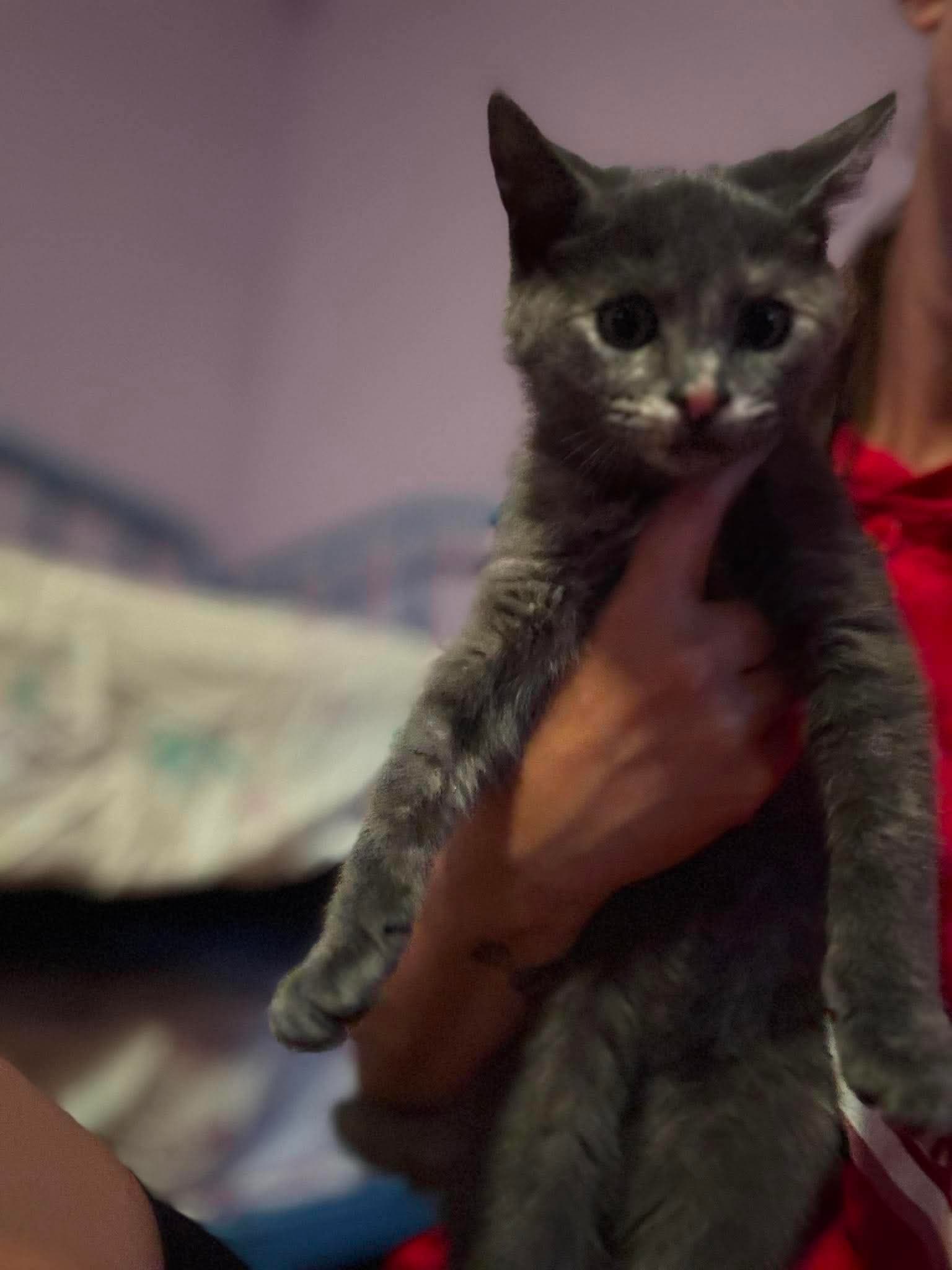 Persephone - Domestic Short Hair