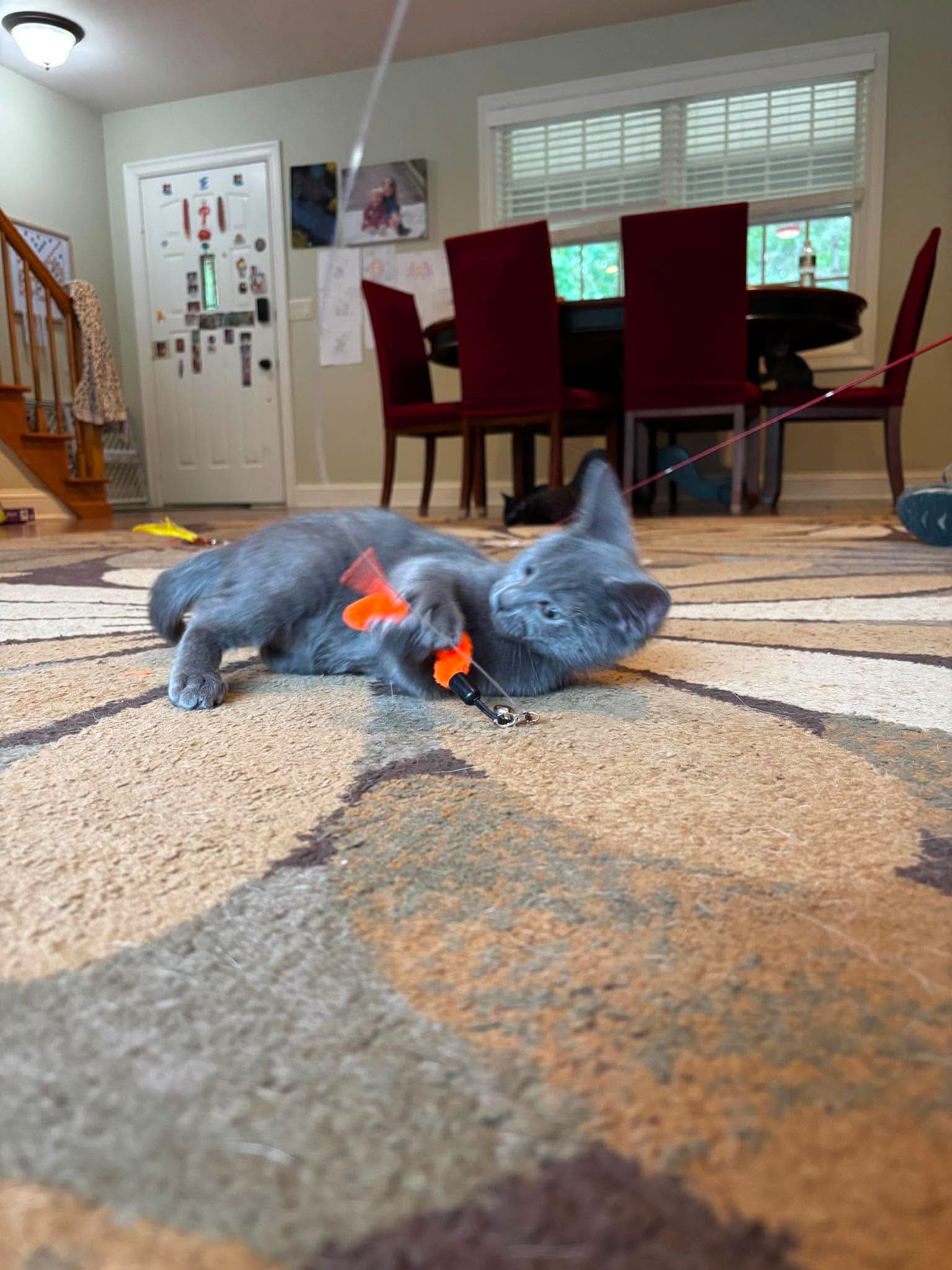 Poseidon - Domestic Short Hair