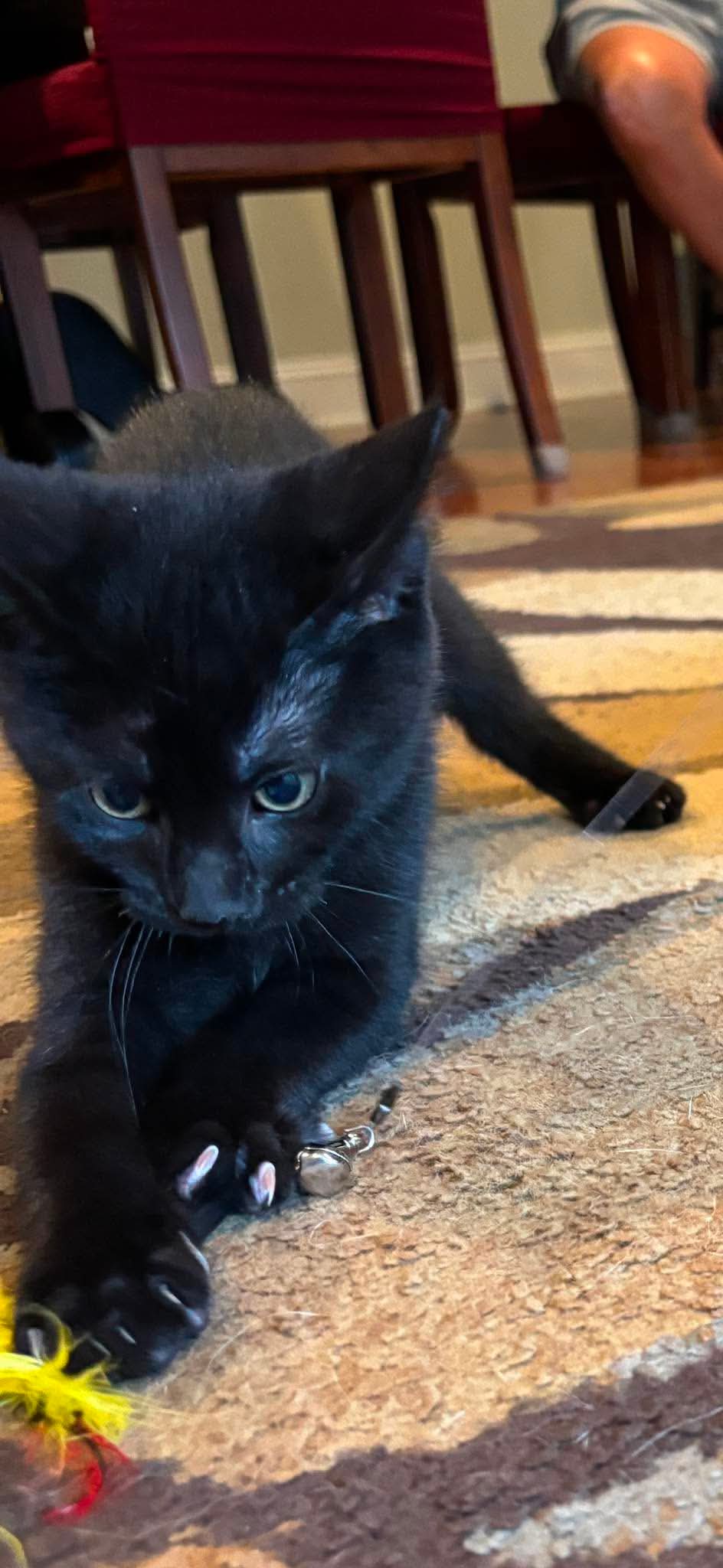 Hades - Domestic Short Hair