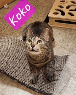 Koko image 1