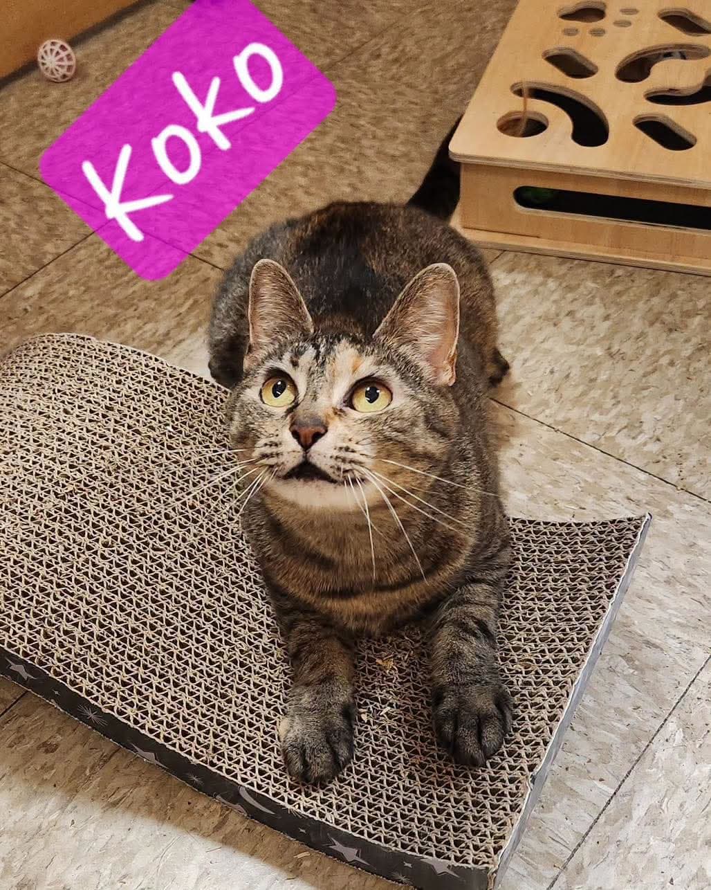 Koko - Domestic Short Hair