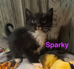 Sparky image 1