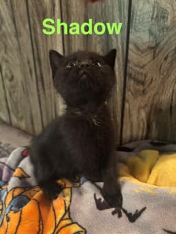 Shadow image 1