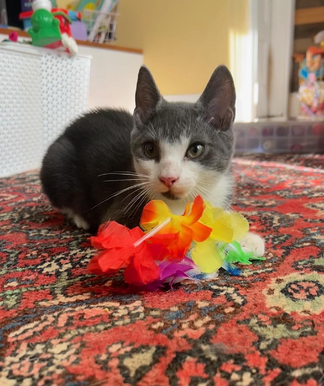 Alden - Domestic Short Hair