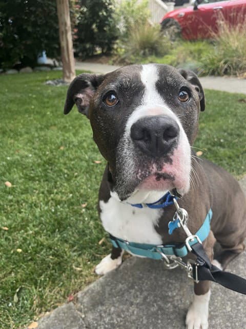 Marnie - American Pit Bull Terrier