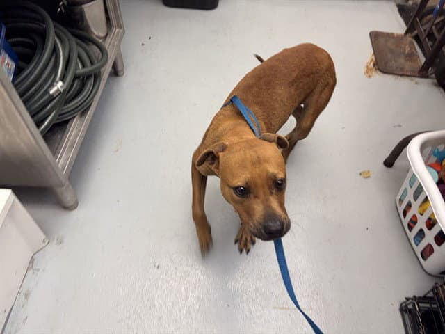 Cheetah Girl - American Pit Bull Terrier