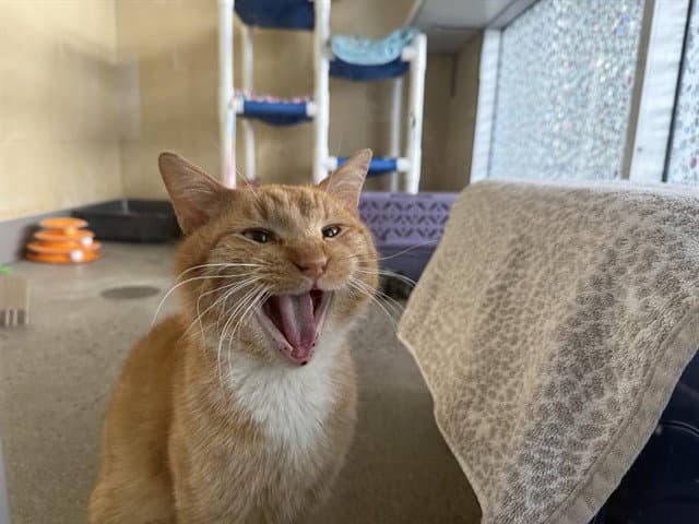 Red - Domestic Short Hair