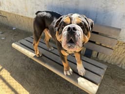 Lockjaw image 1
