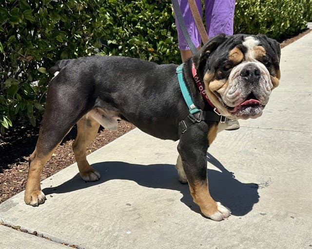 Lockjaw - English Bulldog