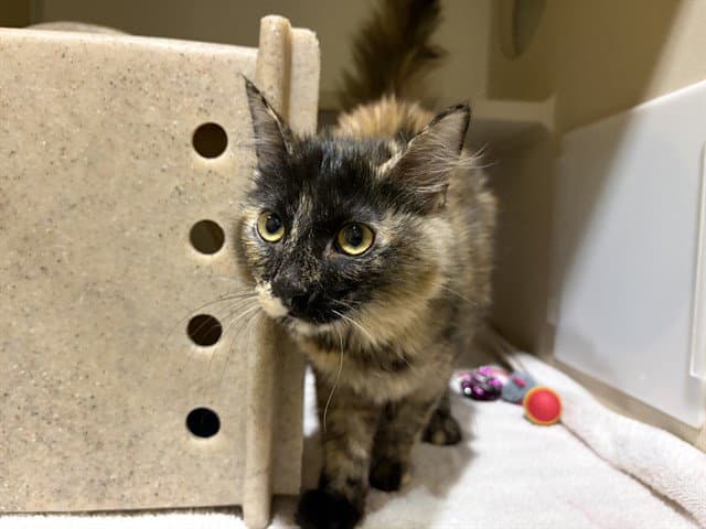 Mojave - Domestic Medium Hair